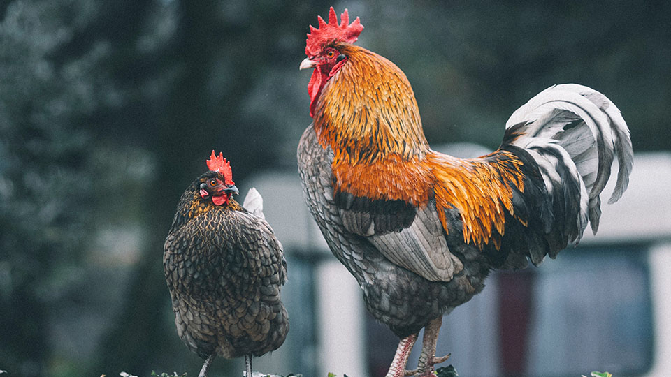 A game of chicken between investors and the Fed - Endowus market insights